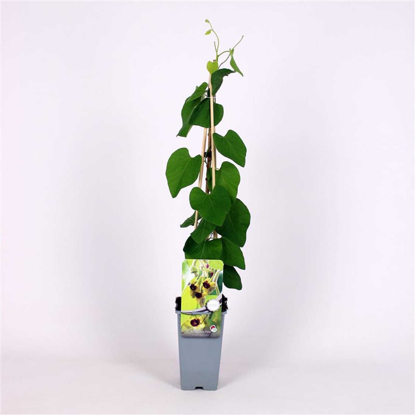 Aristolochia macrophylla - C2 70/+ CM